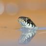 Grass snake - Natrice dal collare (Natrix natrix)