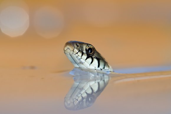 Grass snake - Natrice dal collare (Natrix natrix)