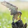 Gheppio - Common Kestrel