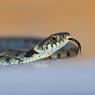 Grass snake - Natrice dal collare (Natrix natrix)