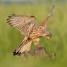 Gheppio - Common Kestrel