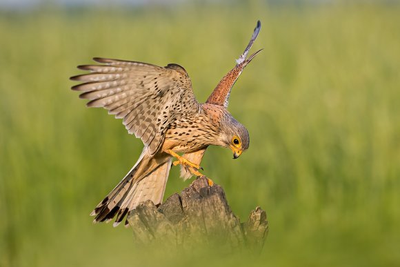 Gheppio - Common Kestrel