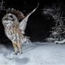 Allocco - Tawny owl