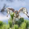 Biancone - Short toed snake eagle (Circaetus gallicus)