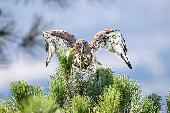 Biancone - Short toed snake eagle (Circaetus gallicus)