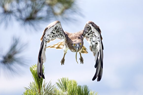 Biancone - Short toed snake eagle (Circaetus gallicus)