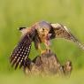 Gheppio - Common Kestrel