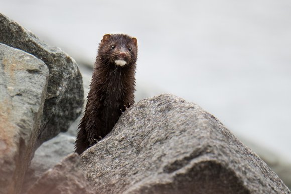 Visone americano - American mink (Neovison vison)