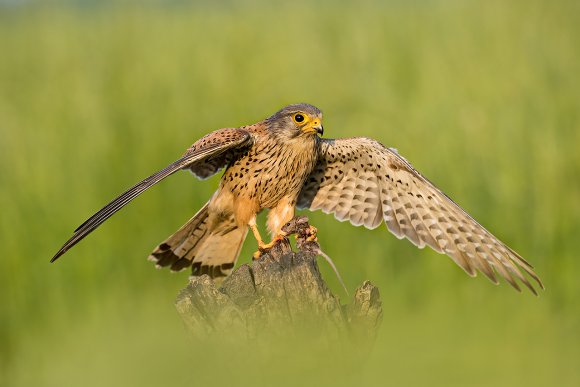 Gheppio - Common Kestrel