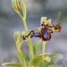 Ophrys Speculum