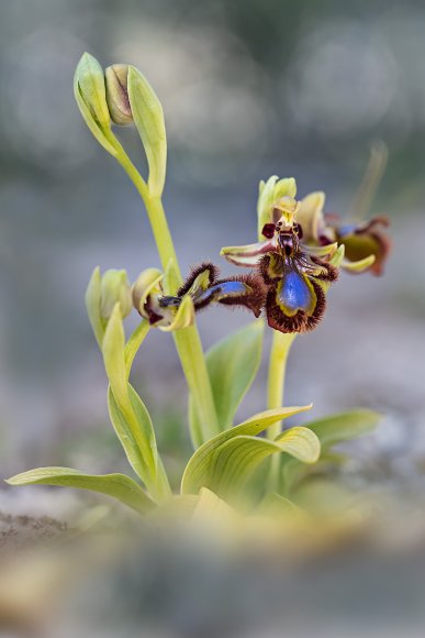 Ophrys Speculum