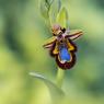 Ophrys Speculum