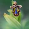 Ophrys Speculum