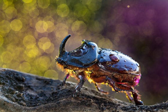 Scarabeo Rinoceronte - European rhinoceros beetle (Oryctes nasicornis)