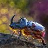 Scarabeo Rinoceronte - European rhinoceros beetle (Oryctes nasicornis)