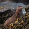 Visone americano - American mink (Neovison vison)