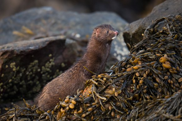 Visone americano - American mink (Neovison vison)