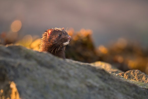 Visone americano - American mink (Neovison vison)