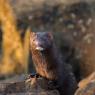 Visone americano - American mink (Neovison vison)