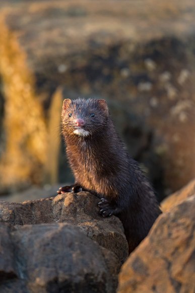 Visone americano - American mink (Neovison vison)