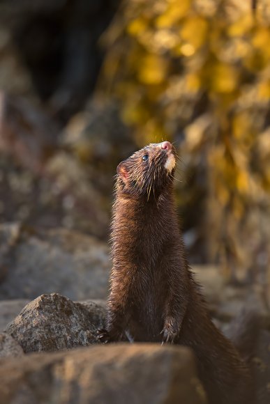 Visone americano - American mink (Neovison vison)