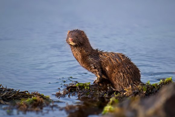 Visone americano - American mink (Neovison vison)