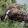 Biancone - Short toed snake eagle (Circaetus gallicus)