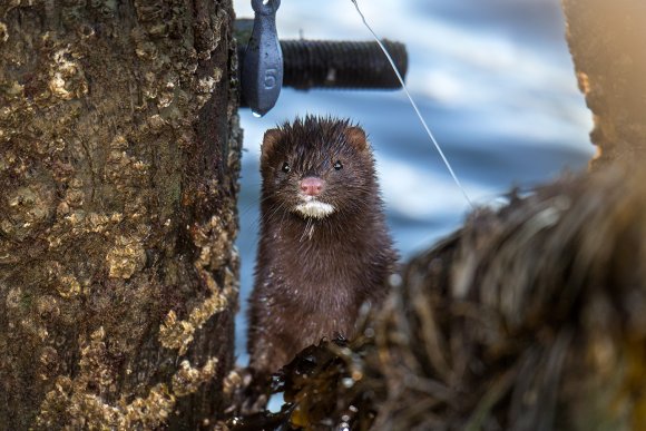 Visone americano - American mink (Neovison vison)