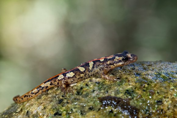 Euprotto sardo - Sardinian brook salamander (Euproctus platycephalus)