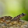 Euprotto sardo - Sardinian brook salamander (Euproctus platycephalus)