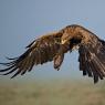 Tawny Eagle - Aquila Rapace