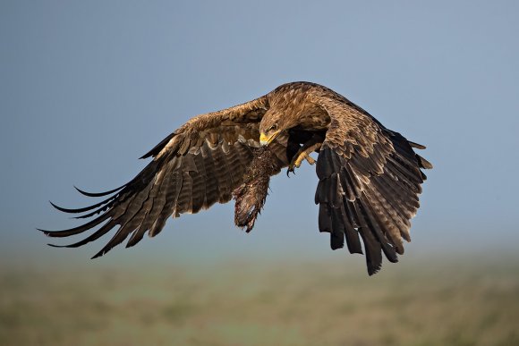 Tawny Eagle - Aquila Rapace