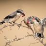 Averla meridionale - Southern grey shrike (Lanius meridionalis)