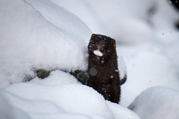 Visone americano - American mink (Neovison vison)