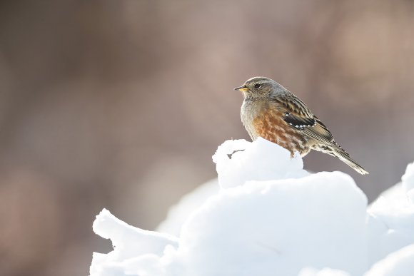 Sordone - Alpine accenture