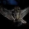 Allocco - Tawny owl