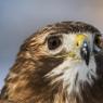 Poiana coda rossa - Red tailed Hawk (Buteo jamaicensis)