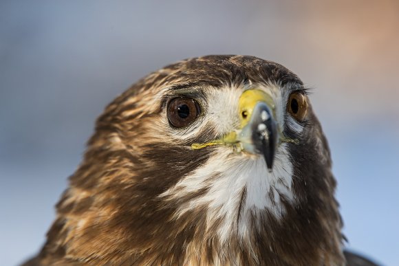 Poiana coda rossa - Red tailed Hawk (Buteo jamaicensis)