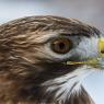 Poiana coda rossa - Red tailed Hawk (Buteo jamaicensis)