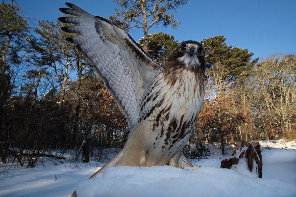 Poiana coda rossa - Red tailed Hawk (Buteo jamaicensis)