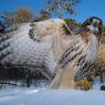 Poiana coda rossa - Red tailed Hawk (Buteo jamaicensis)