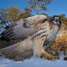 Poiana coda rossa - Red tailed Hawk (Buteo jamaicensis)