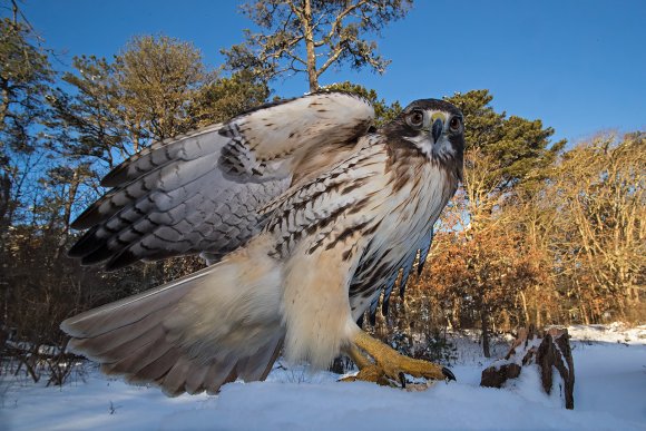 Poiana coda rossa - Red tailed Hawk (Buteo jamaicensis)