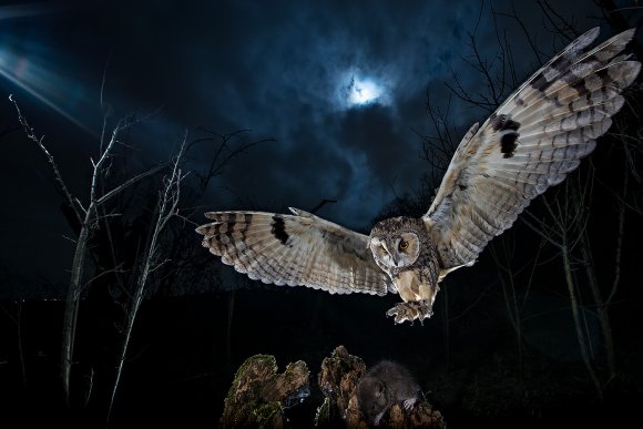 Gufo comune - Long eared owl (Asio otus)