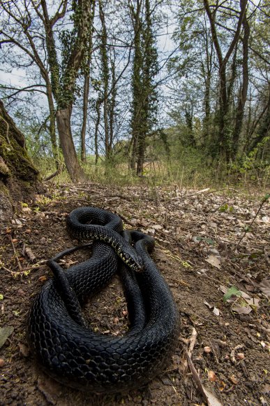 Biacco - Western whip snake (Hierophis carbonarius)