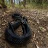 Biacco - Western whip snake (Hierophis carbonarius)