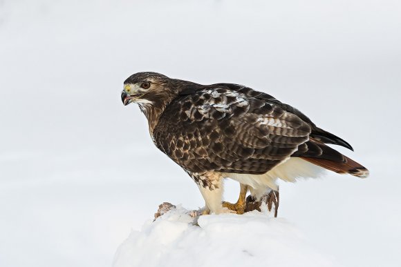 Poiana coda rossa - Red tailed Hawk (Buteo jamaicensis)