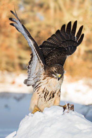 Poiana coda rossa - Red tailed Hawk (Buteo jamaicensis)