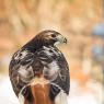 Poiana coda rossa - Red tailed Hawk (Buteo jamaicensis)