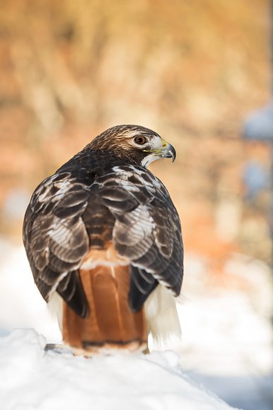 Poiana coda rossa - Red tailed Hawk (Buteo jamaicensis)